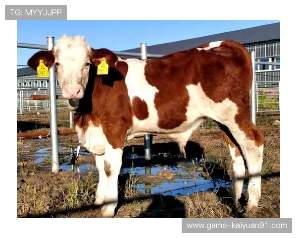 欧博abg代理常见问题解答:新手代理必看的实用指南 欧博abg代理常见问题解答:新手代理必看的实用指南